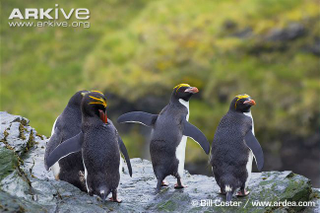 Illustration for article titled Flightless Friday - The Complete Penguin